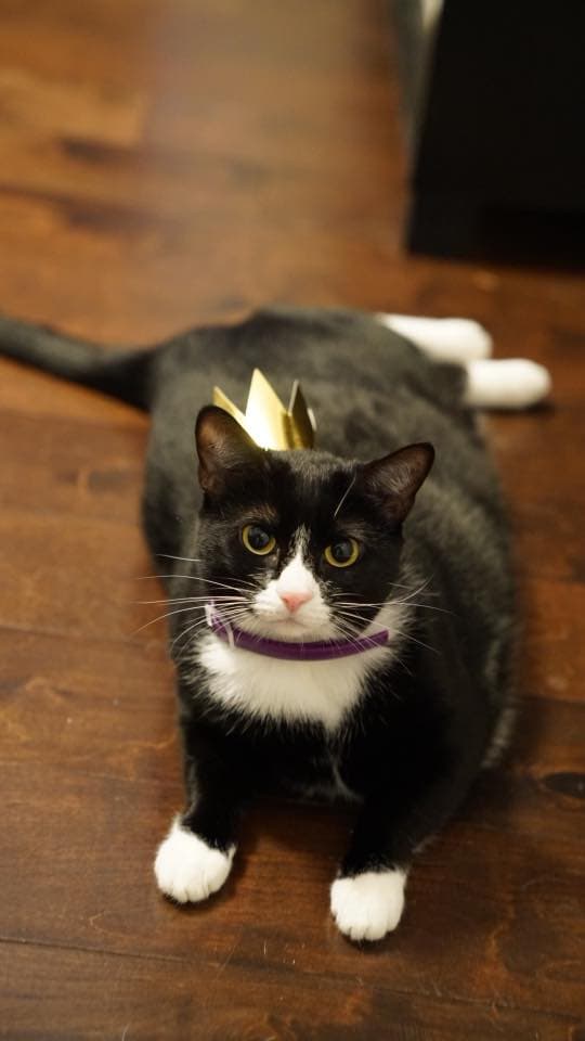 A tuxedo cat