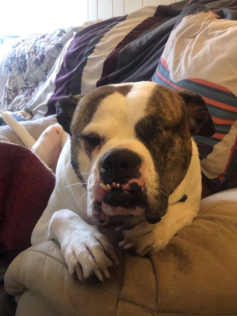 A guest dog relaxing on the couch