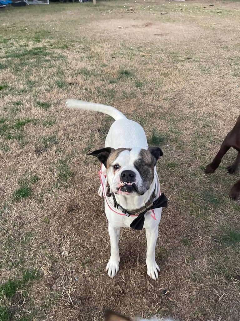 A guest dog in the yard
