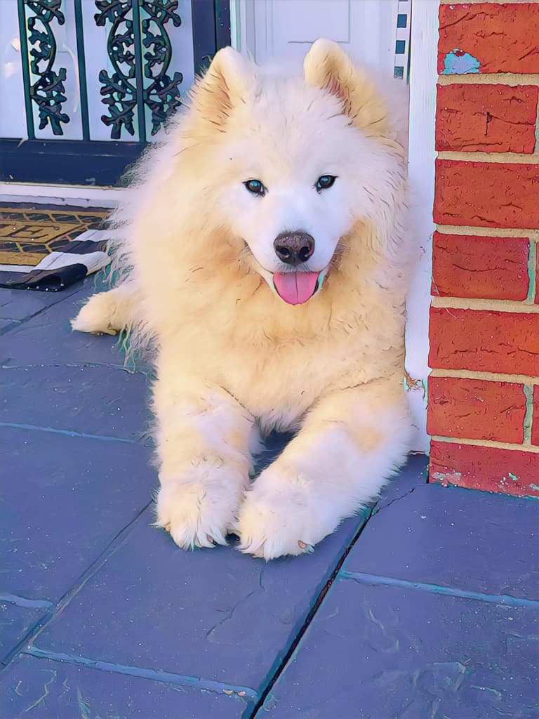 Samoyed relaxing